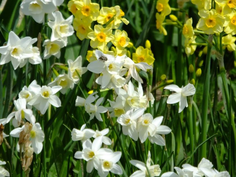  - 2018_03_Narcise_II