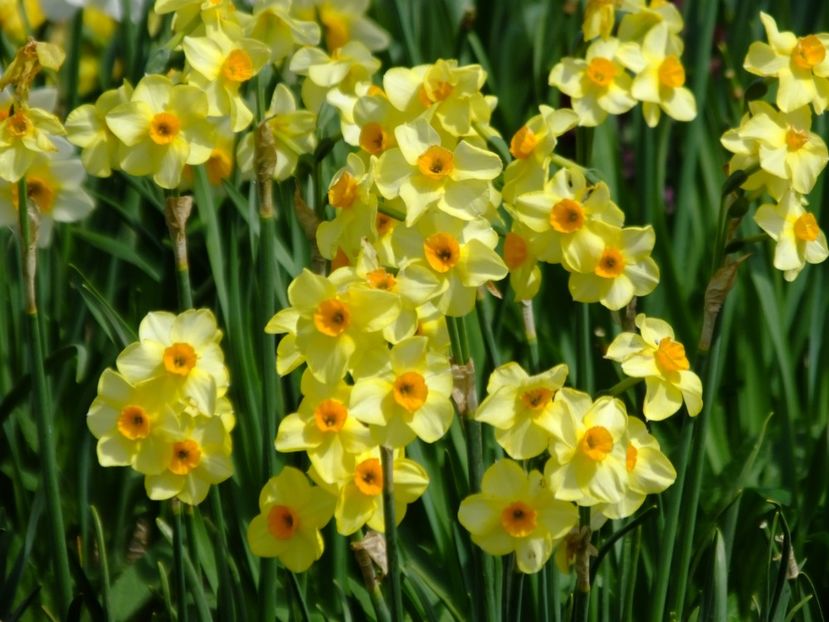  - 2018_03_Narcise_II