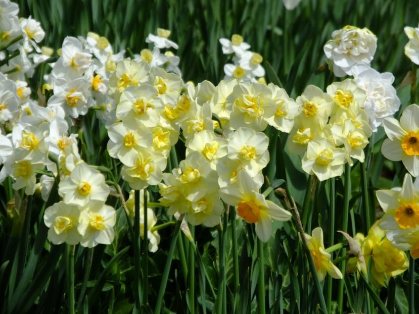  - 2018_03_Narcise_II