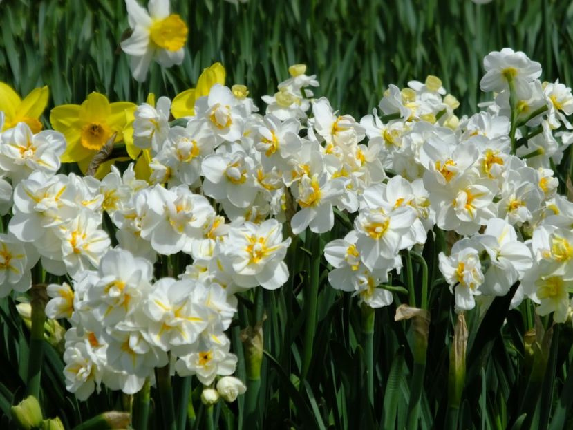  - 2018_03_Narcise_II