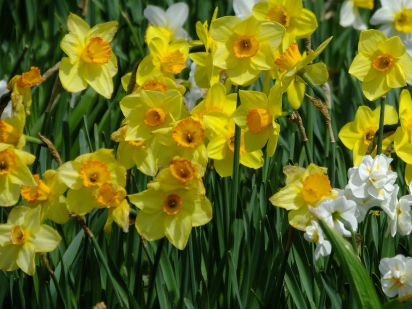  - 2018_03_Narcise_II