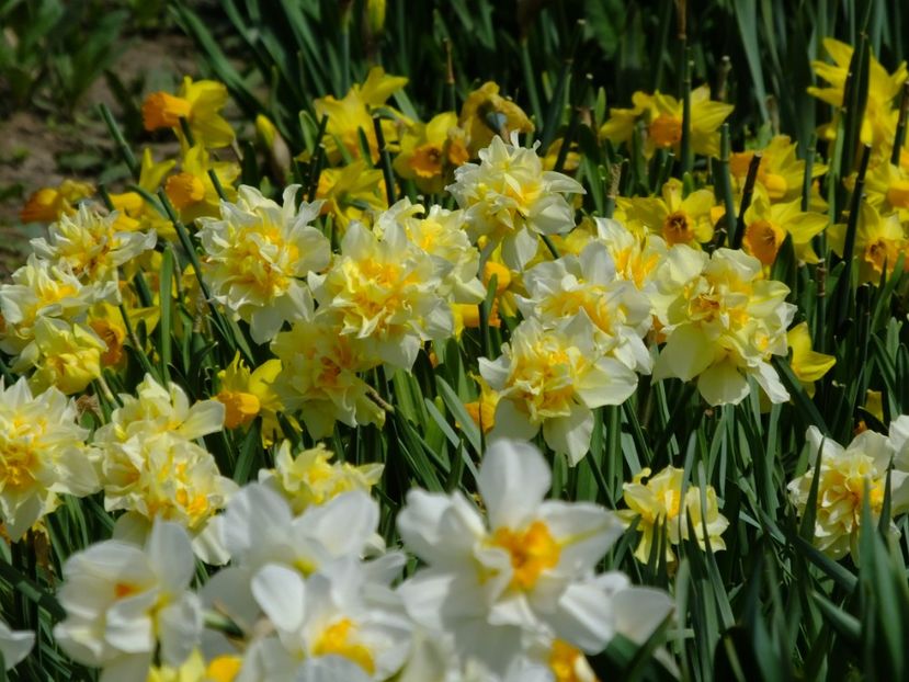  - 2018_03_Narcise_II