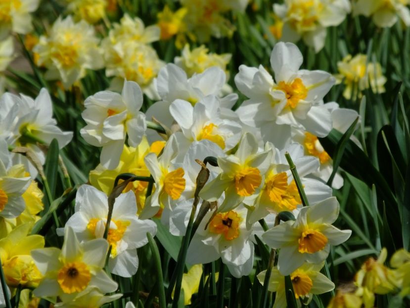  - 2018_03_Narcise_II