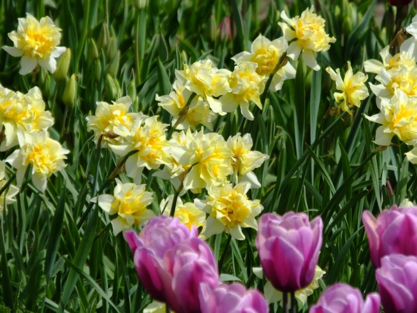  - 2018_03_Narcise_II