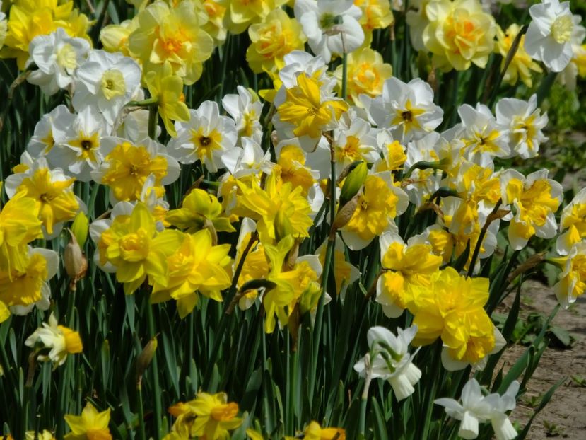  - 2018_03_Narcise_II