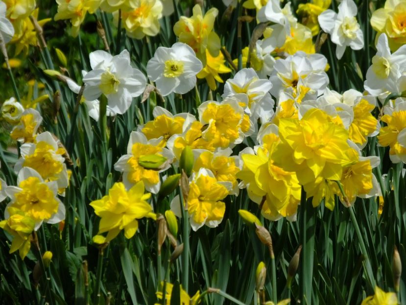  - 2018_03_Narcise_II