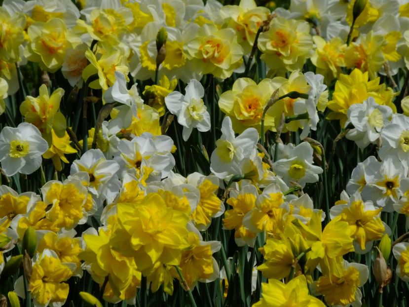  - 2018_03_Narcise_II