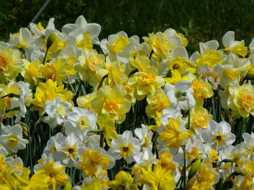  - 2018_03_Narcise_II