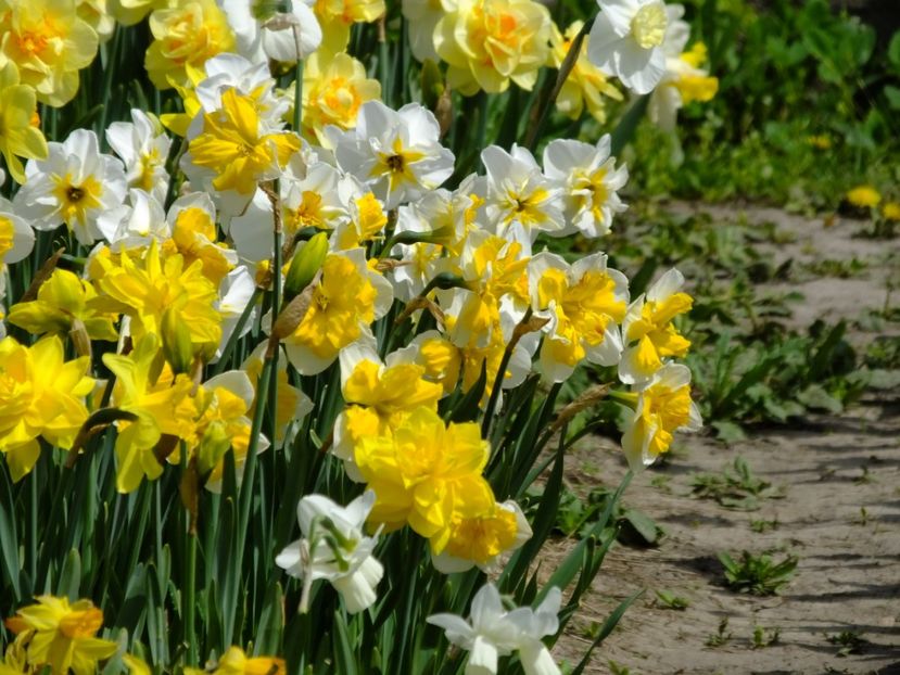  - 2018_03_Narcise_II