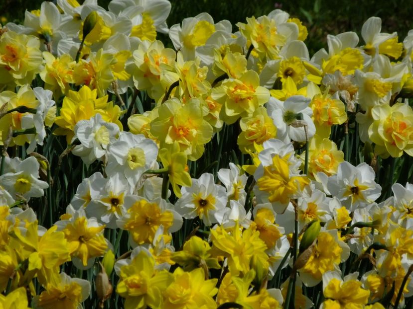  - 2018_03_Narcise_II