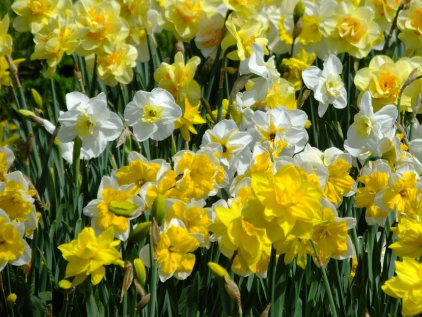  - 2018_03_Narcise_II