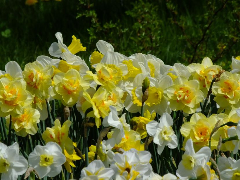  - 2018_03_Narcise_II