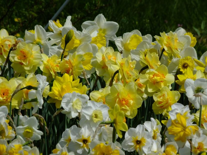  - 2018_03_Narcise_II