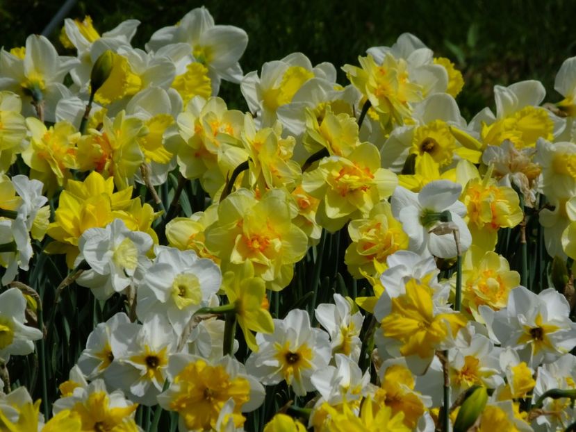  - 2018_03_Narcise_II