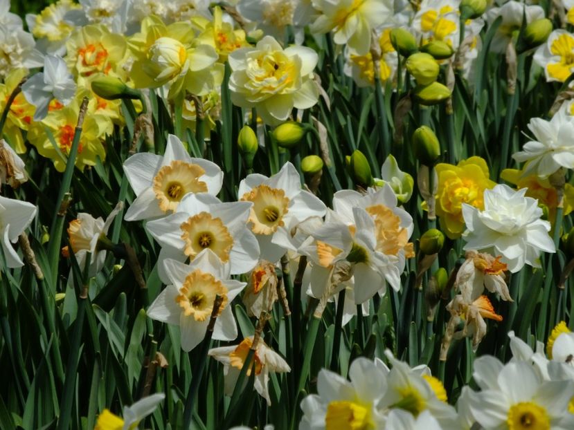  - 2018_03_Narcise_II