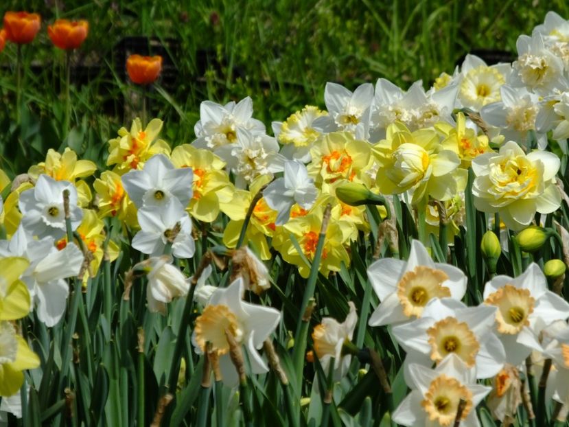  - 2018_03_Narcise_II