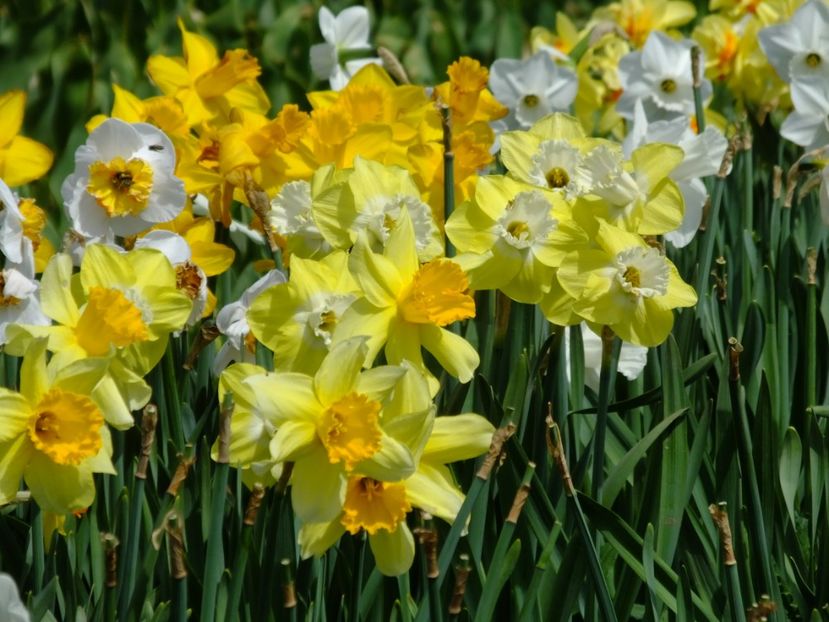  - 2018_03_Narcise_II