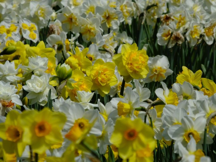  - 2018_03_Narcise_II