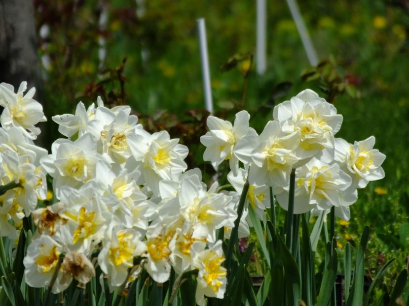  - 2018_03_Narcise_II