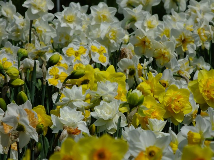  - 2018_03_Narcise_II