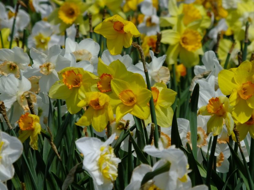  - 2018_03_Narcise_II