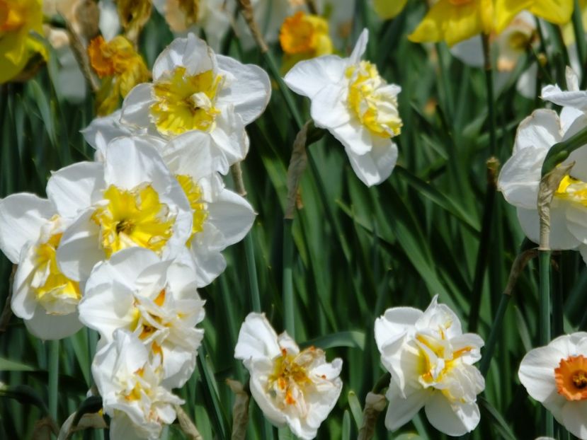  - 2018_03_Narcise_II