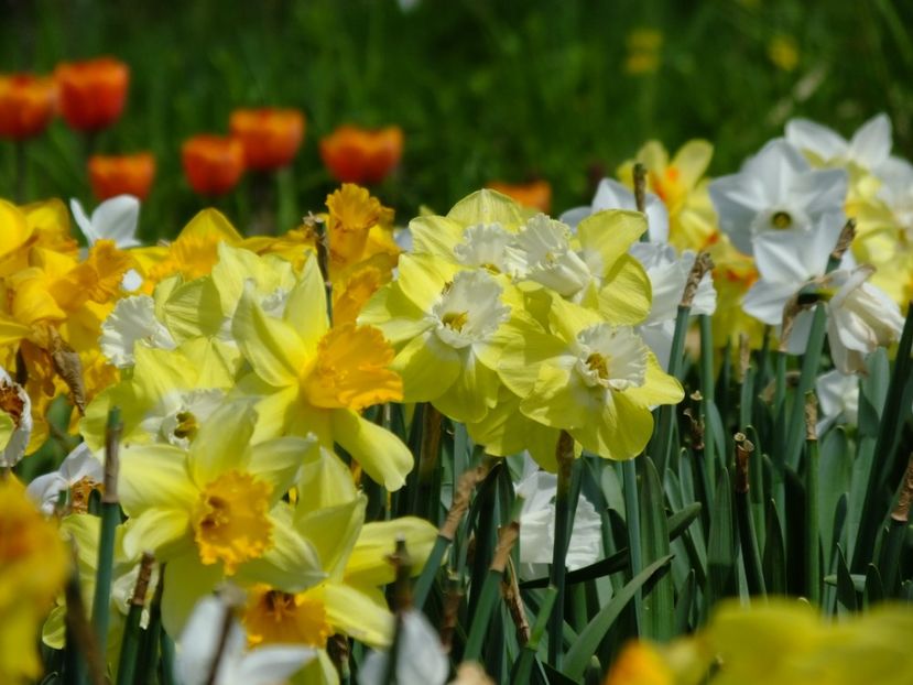  - 2018_03_Narcise_II