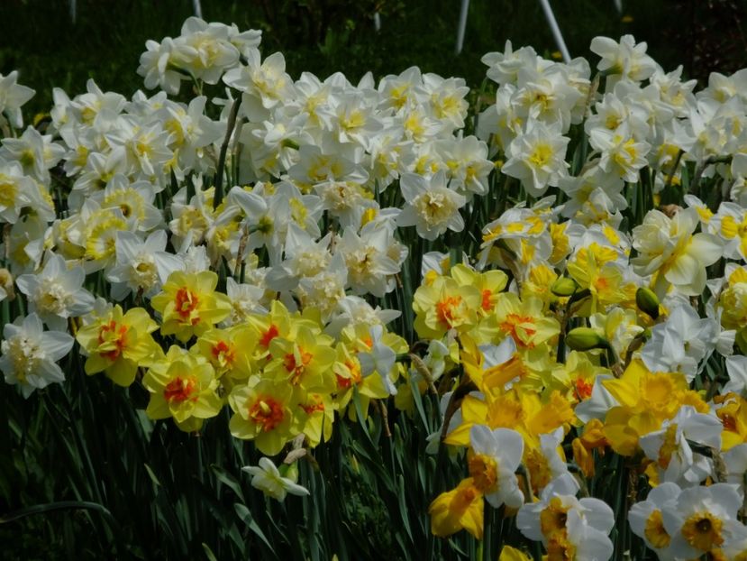  - 2018_03_Narcise_II