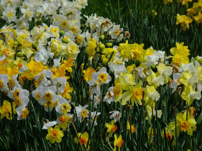  - 2018_03_Narcise_II