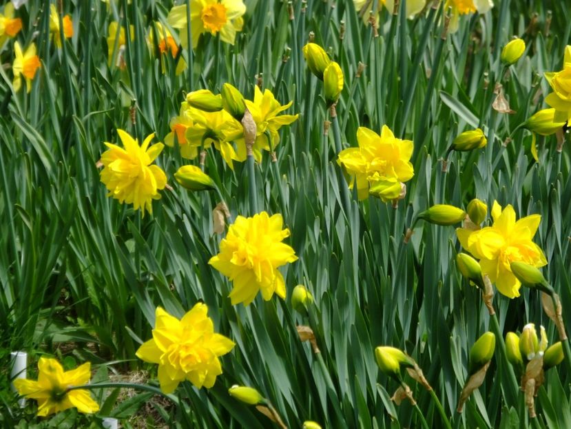  - 2018_03_Narcise_II