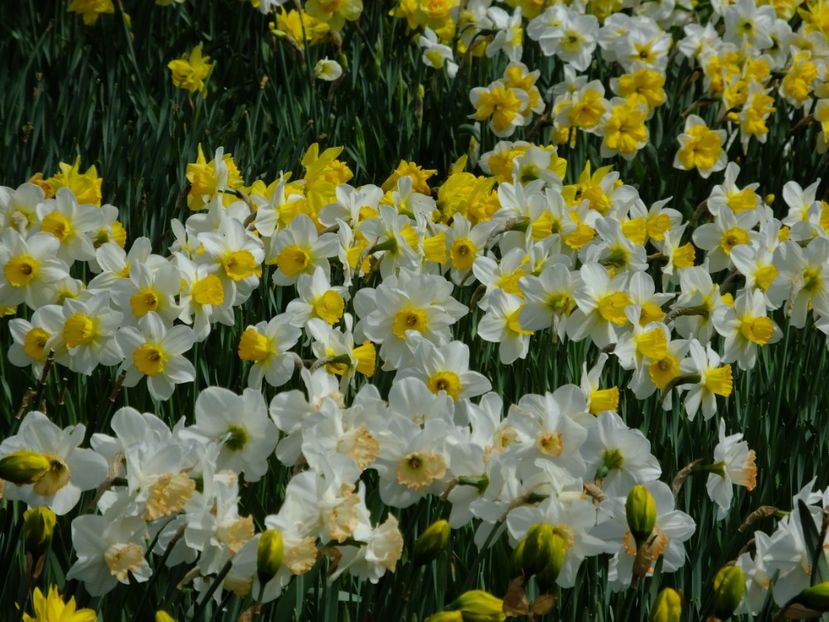  - 2018_03_Narcise_II