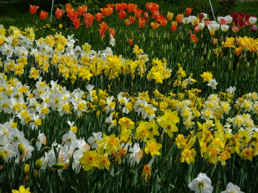  - 2018_03_Narcise_II