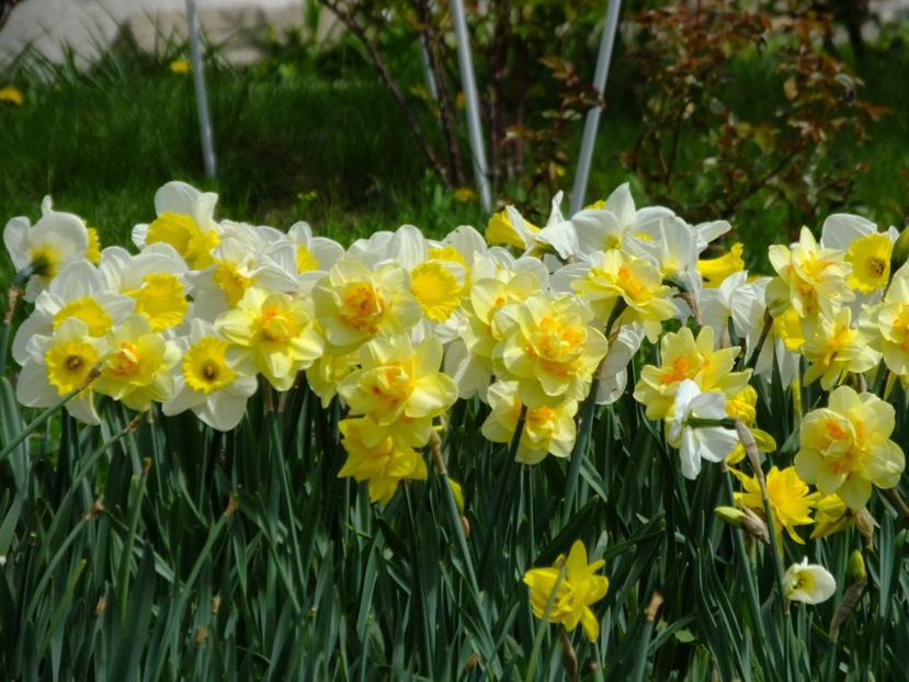  - 2018_03_Narcise_II