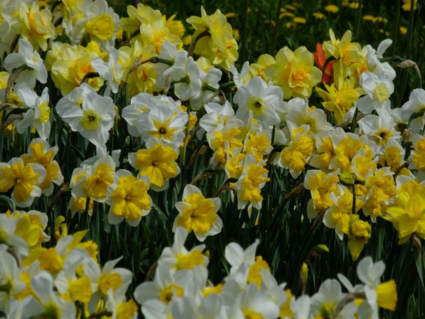  - 2018_03_Narcise_II