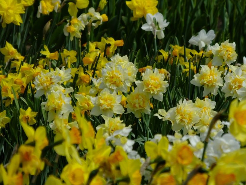  - 2018_03_Narcise_II