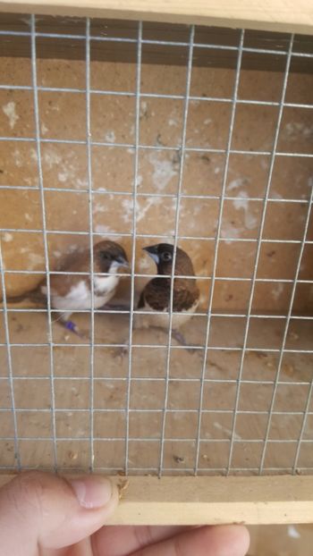  - Pescarusi japonezi 2018