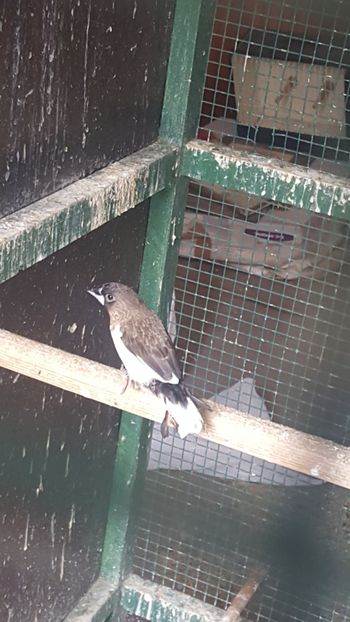  - Pescarusi japonezi 2018