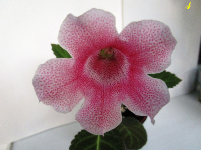 Slipper roz1(18-06-2018) - Gloxinii 2018