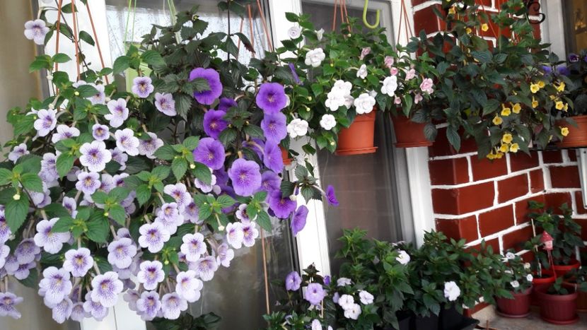  - 09 Achimenes 2018