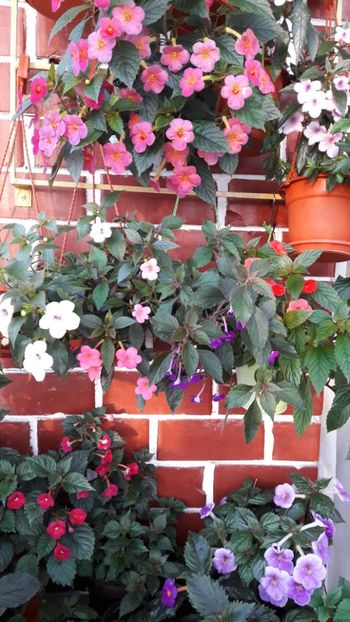  - 09 Achimenes 2018