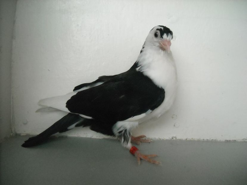  - PORUMBEI CARE MI AU APARTINUT