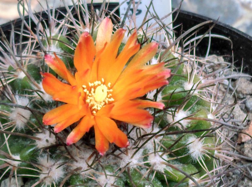  - Cactusi si suculente 2018