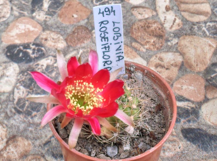  - Cactusi si suculente 2018