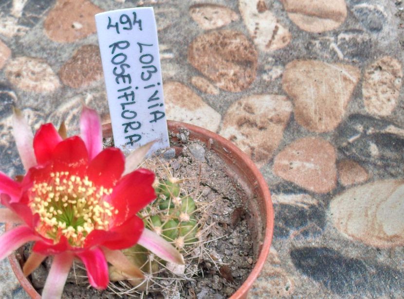  - Cactusi si suculente 2018
