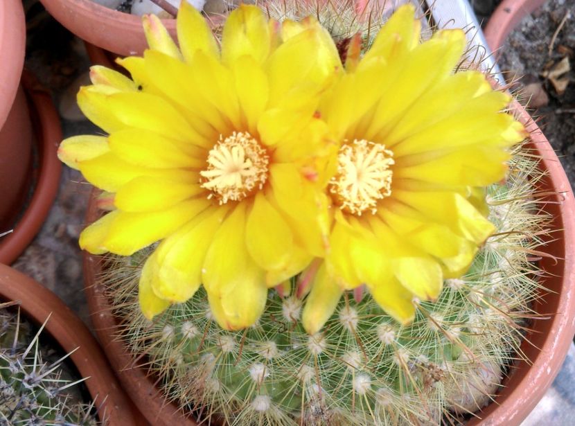  - Cactusi si suculente 2018