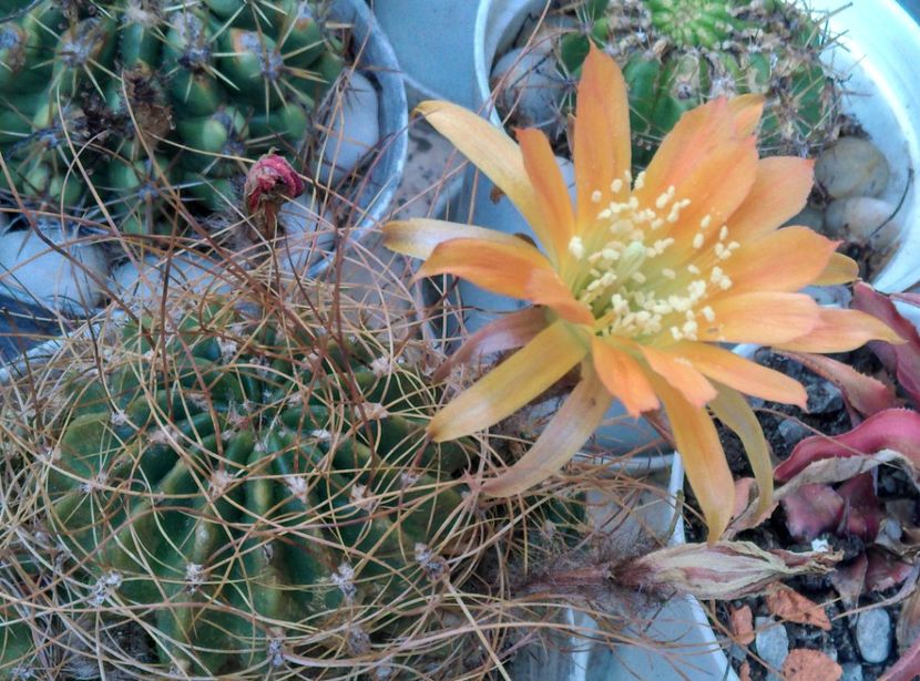  - Cactusi si suculente 2018