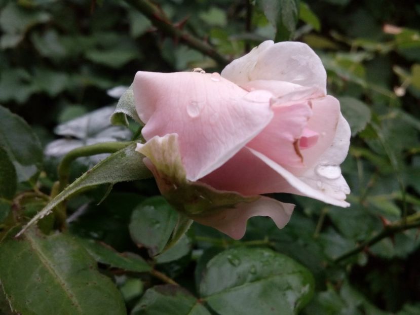  - Alexandra Princesse de Luxembourg urcător