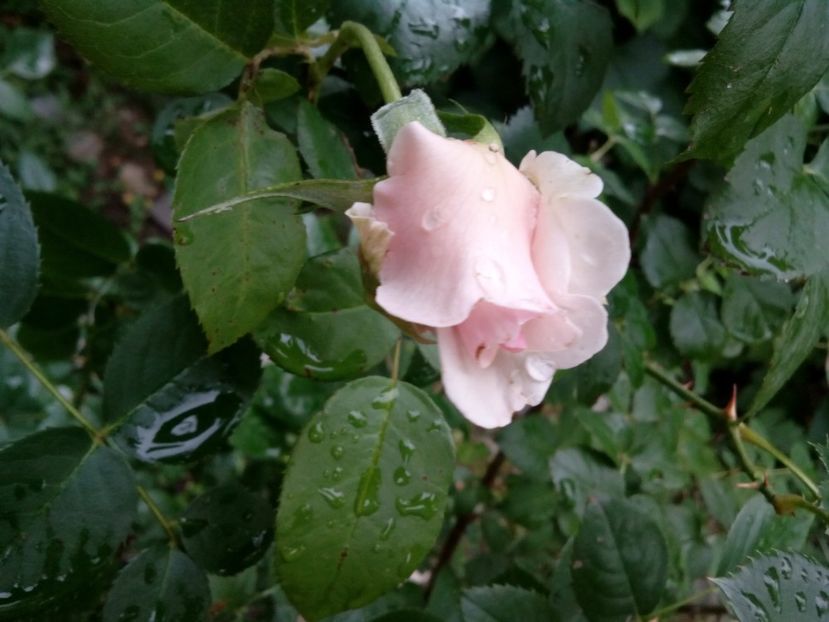  - Alexandra Princesse de Luxembourg urcător