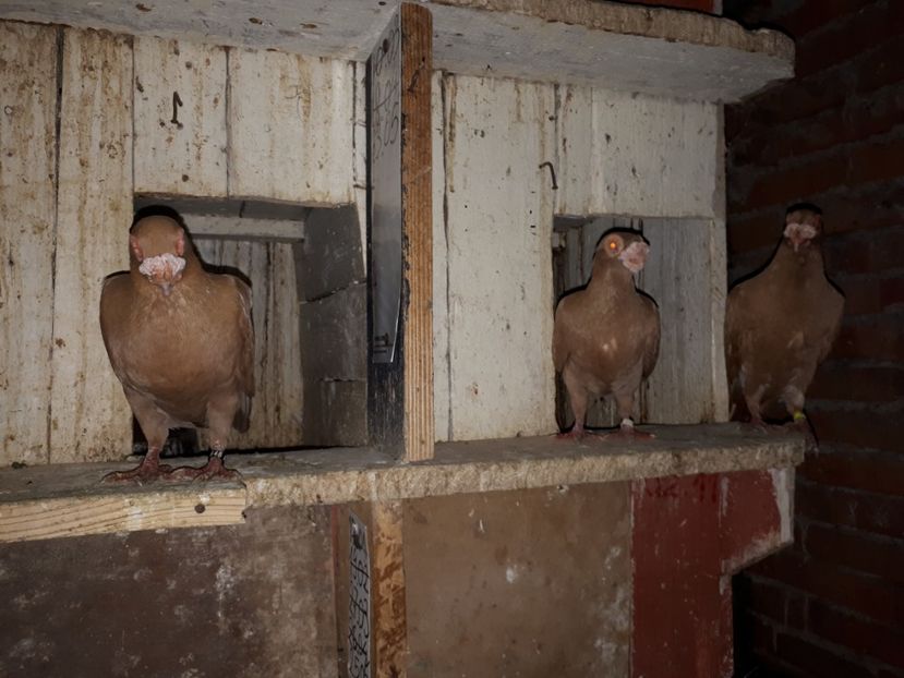 17.06 b - H _ carunculați 2018