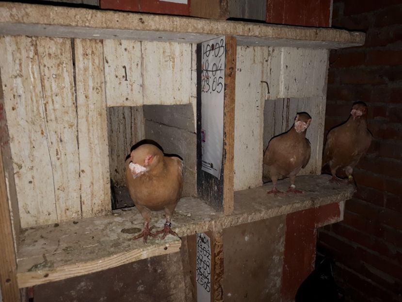 17.06 c - H _ carunculați 2018